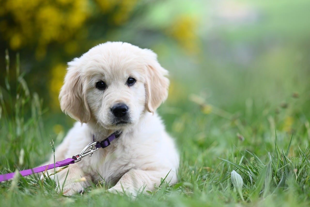 Szczeniak golden retrievera na trawie